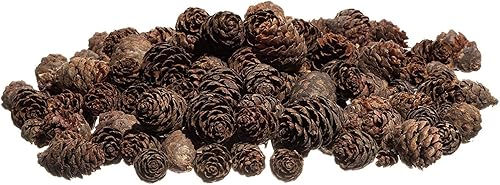 Pine Cones 100 conos de pino pequeños de 34 a 1 14 pulgadas Mini conos de pino de abeto negro de 6 onzas Relleno de cono de pino