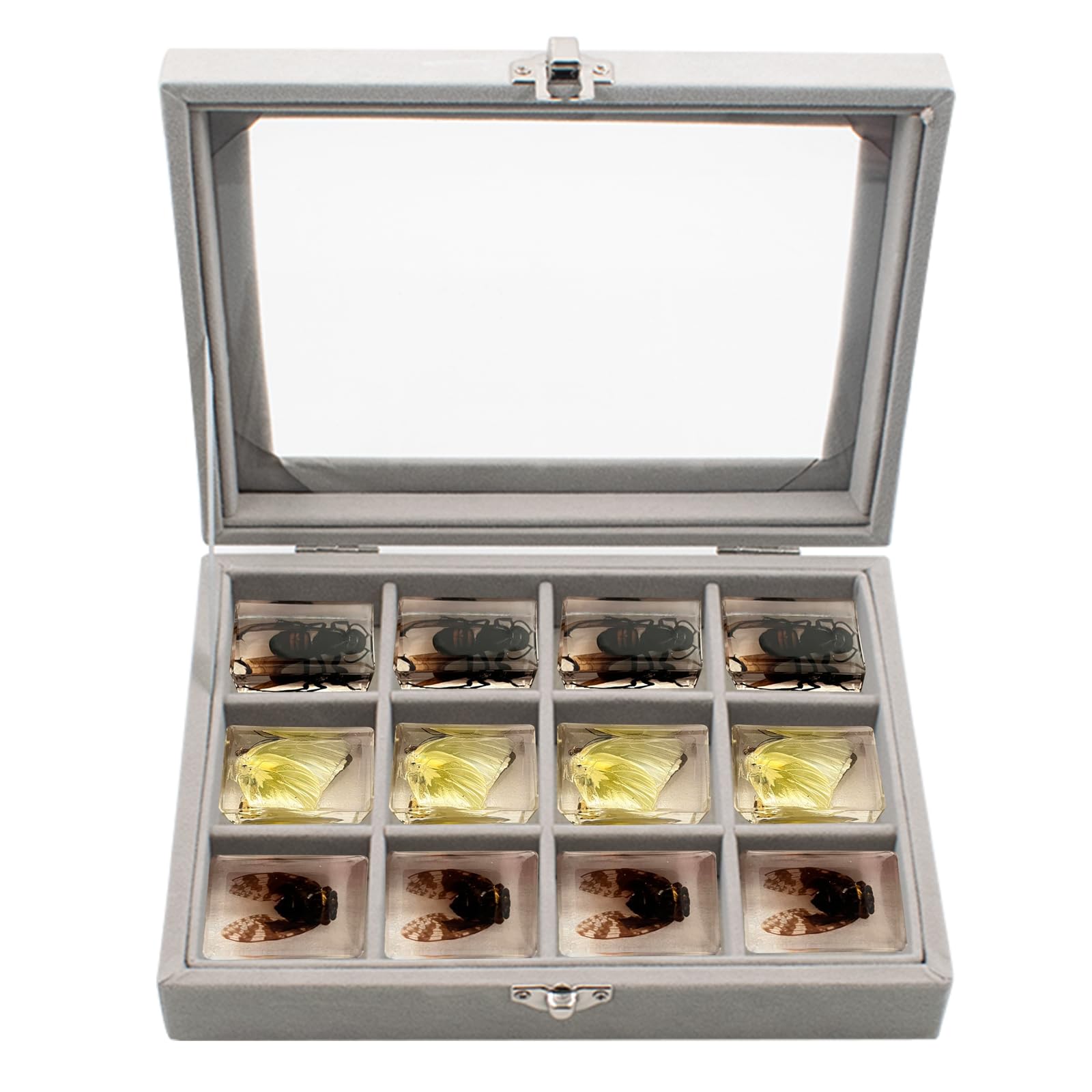 KeaJuidy Caja expositora para Muestras de insectos Caja de Almacenamiento con 12 Compartimentos Ejemplar en Resina Transparente para Recolectar muestras de insectos 20x15x4,5 cm