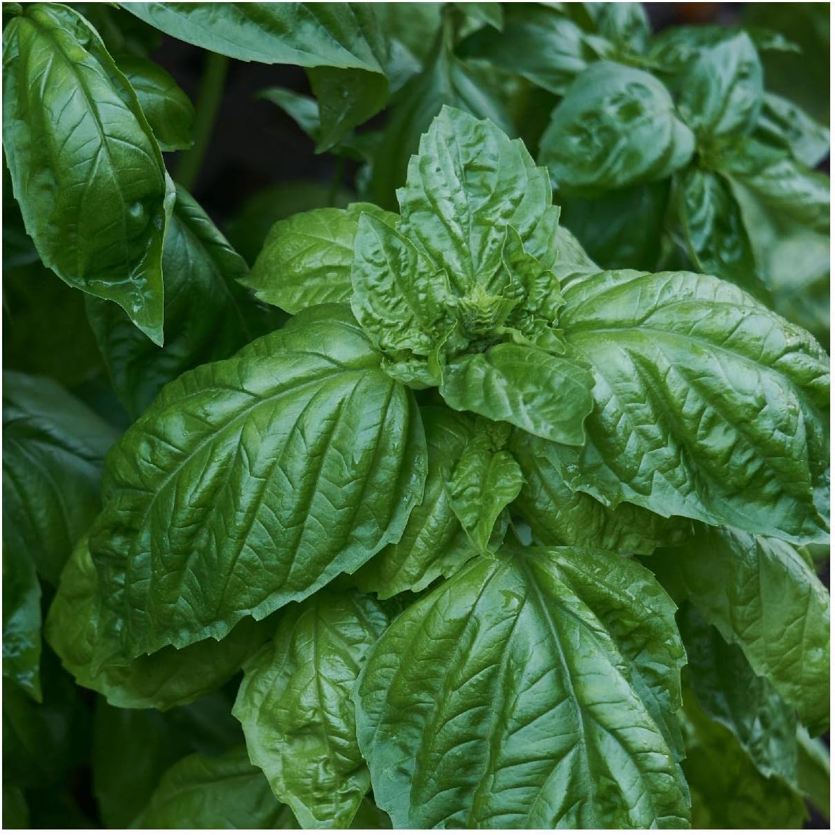 Everwilde Farms - 1 Lb Organic Italian Large Leaf Basil Herb Seeds - Gold Vault Packet