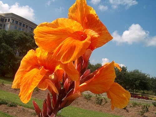 2 Tall Canna Lily - Orange Beauty - Bulbs/Roots/Rhizomes/Tubers/Plants