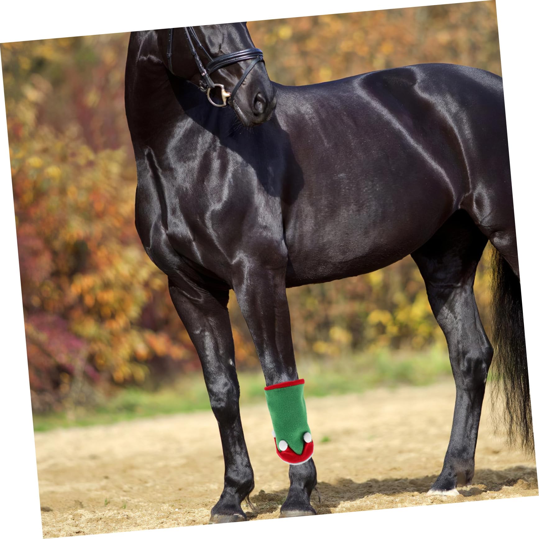 Fasce per Gambe del Cavallo e Cappello da Elfo Natalizio Accessori per Costumi da Cavallo Decorazioni per Feste di Natale