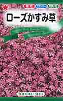 かすみ草 71NQKuKJvoL._AC_SY200_QL15_.jpg