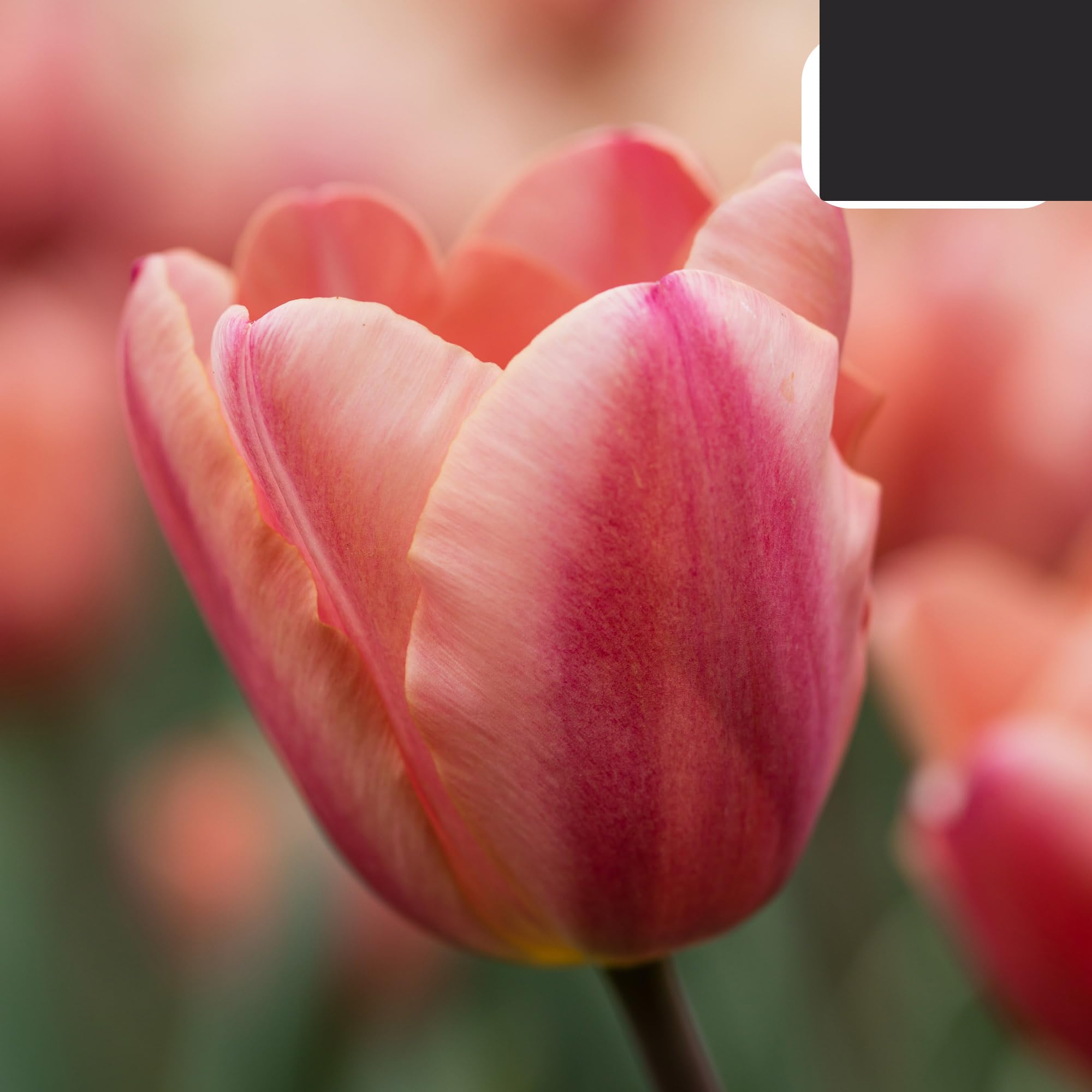 Bulbos de tulipán 'Apricot Foxx' | 20 Piezas | Tulipán rosa salmón - 30-50cm - Ø5cm - bulbo de flor - Planta de jardín