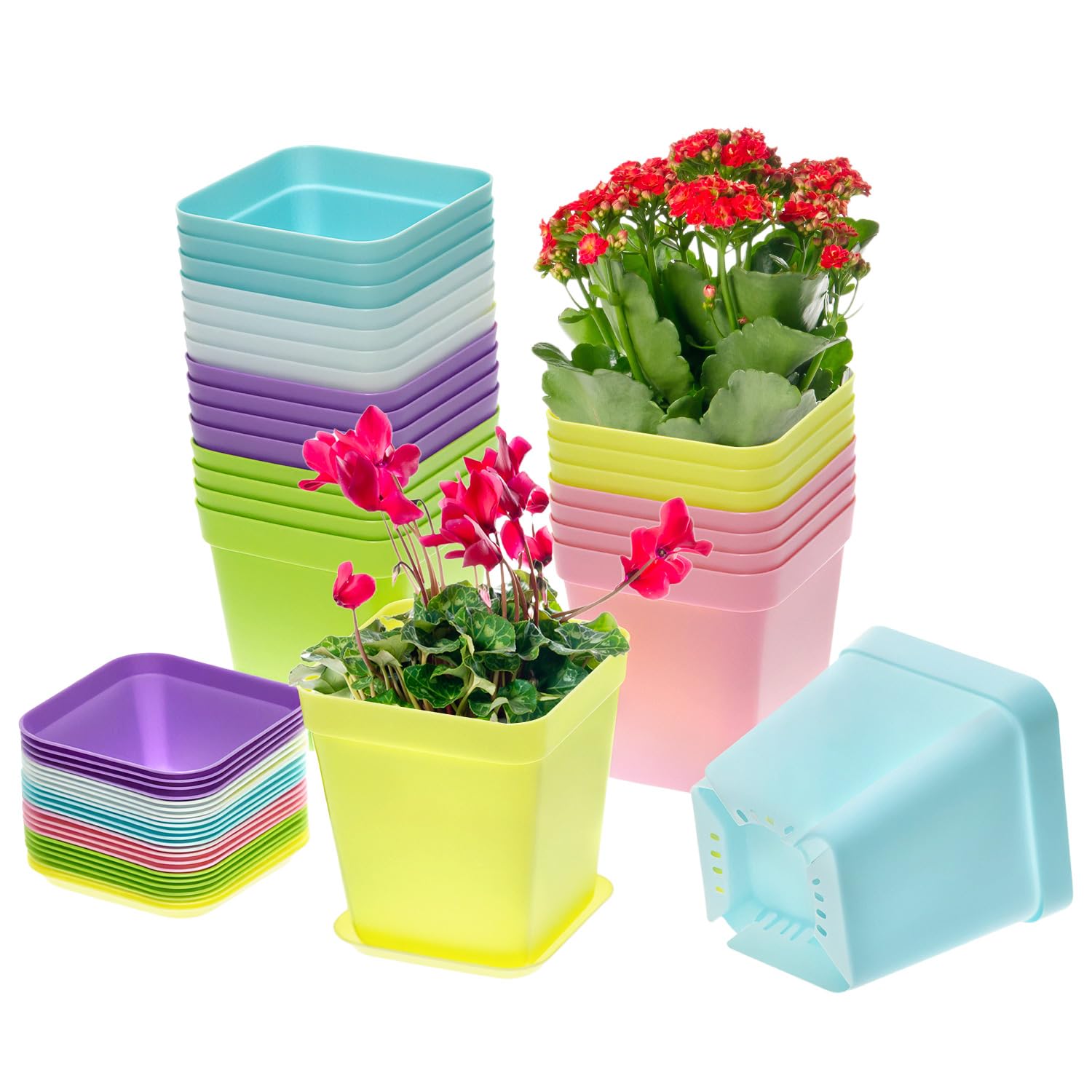 24 Vasi Per Piantine In Plastica 7x7x7,7 Cm Con Sottovasi – Multicolore (Rosa, Verde, Blu, Viola, Giallo, Bianco) Per Piante Grasse E Fiori