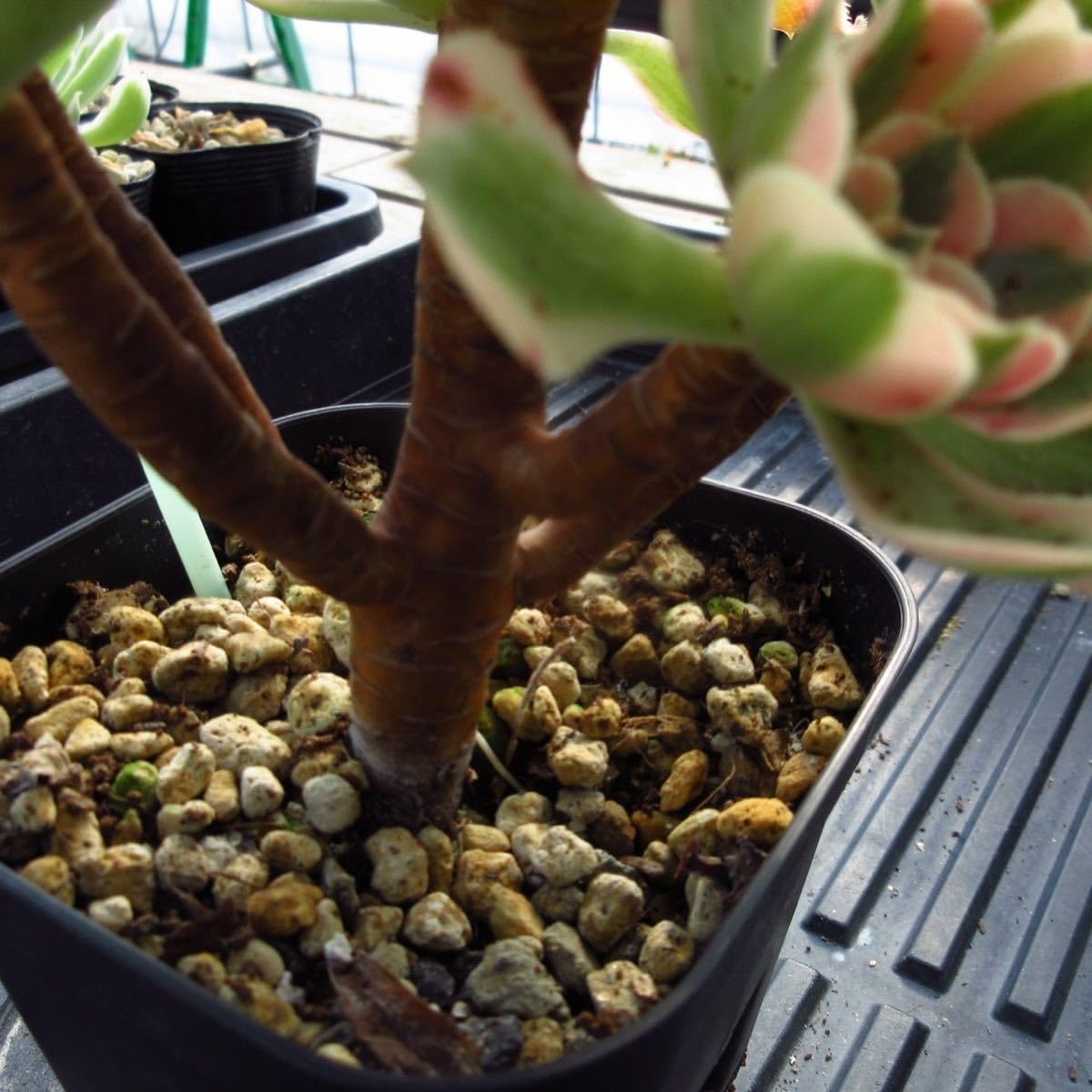 Amazon.co.jp: ！！多肉植物 アエオニウム ピンクウィッチ 6頭 特大 太