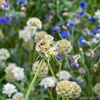 Vista 3 de Eden Brothers Semillas de Starflower