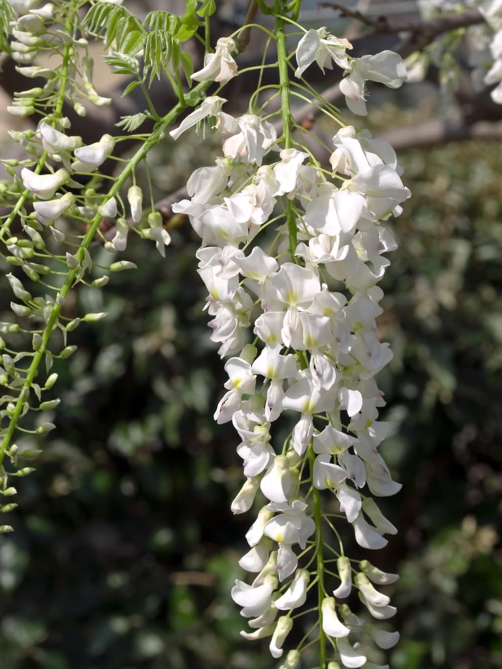 Wisteria sinensis mieszanka błękitnego deszczu, 70-80 cm, w doniczce 17 cm – roślina pnąca, mocno kwitnąca, uszlachetniona dla wysokiej siły kwitnienia, odporna na zimę, idealna do pergoli, ogrodzenia