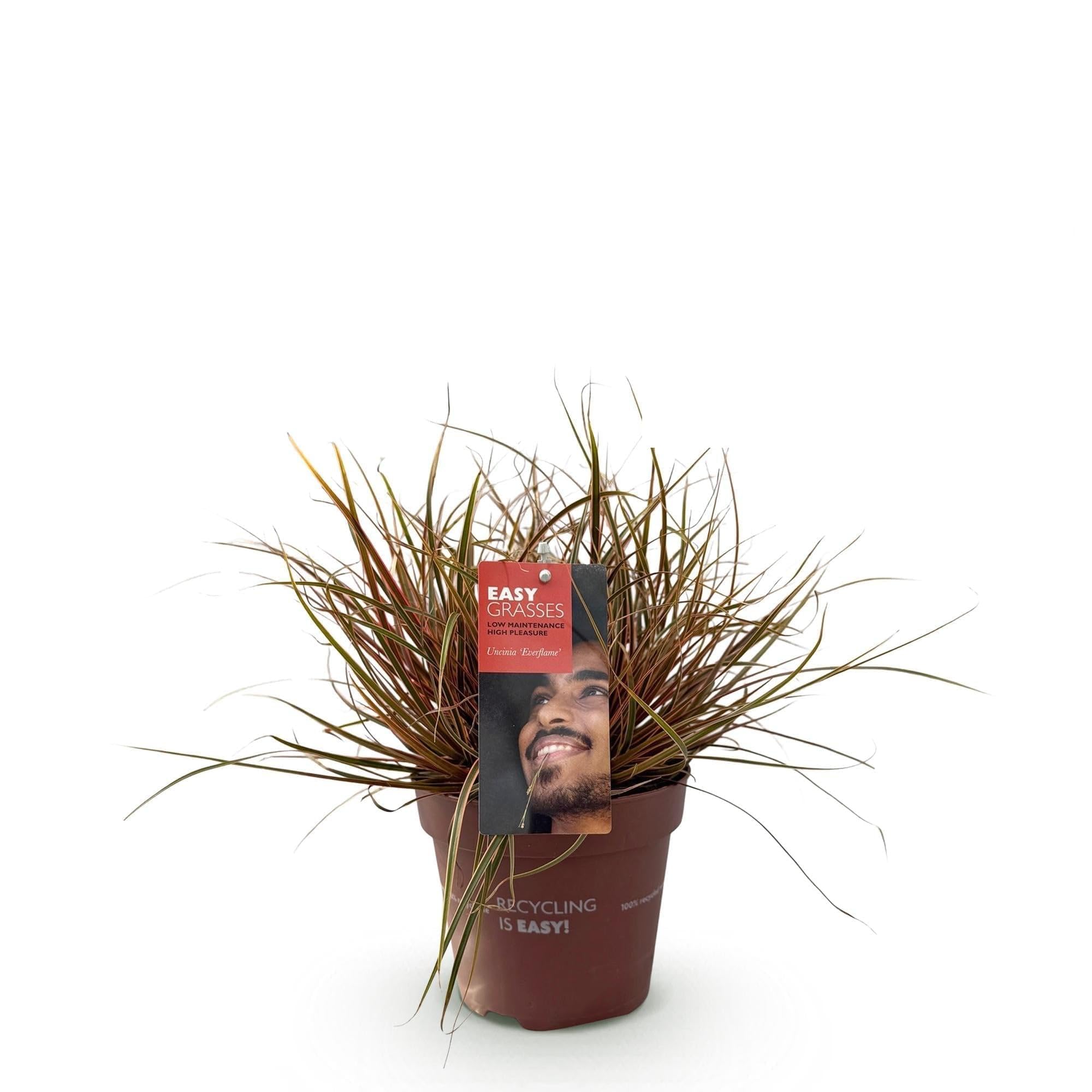 Trawa mahoń, Uncinia rubra Everflame, 4 rośliny, zimozielona, trawa ozdobna z czerwonymi liśćmi, łatwa w pielęgnacji, Ø 17 cm, wysokość ok. 50 cm