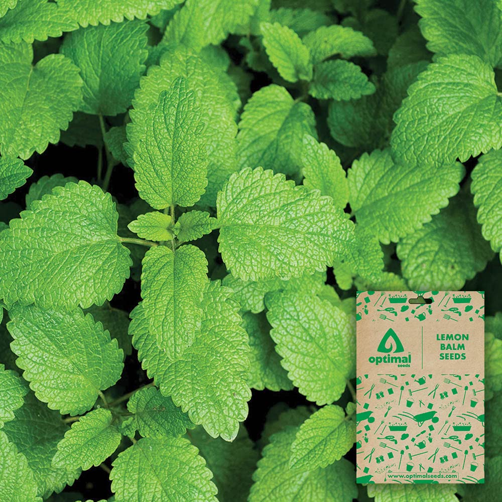 Optimal Seeds Lemon Balm Herb Seeds (B0B5ZM82GX) Amazon Price History, Amazon Price Tracker