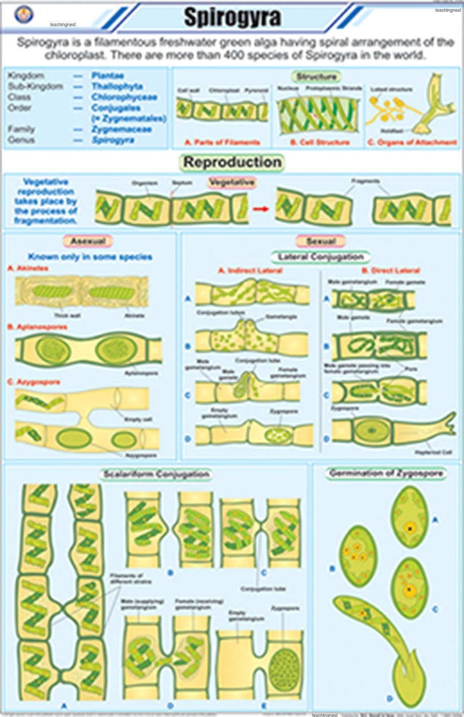 STB41 | TeachingNest Spirogyra Chart Chart (58x90cm) | English | Botany Charts [Wall Chart] Botany Charts and teachingnest