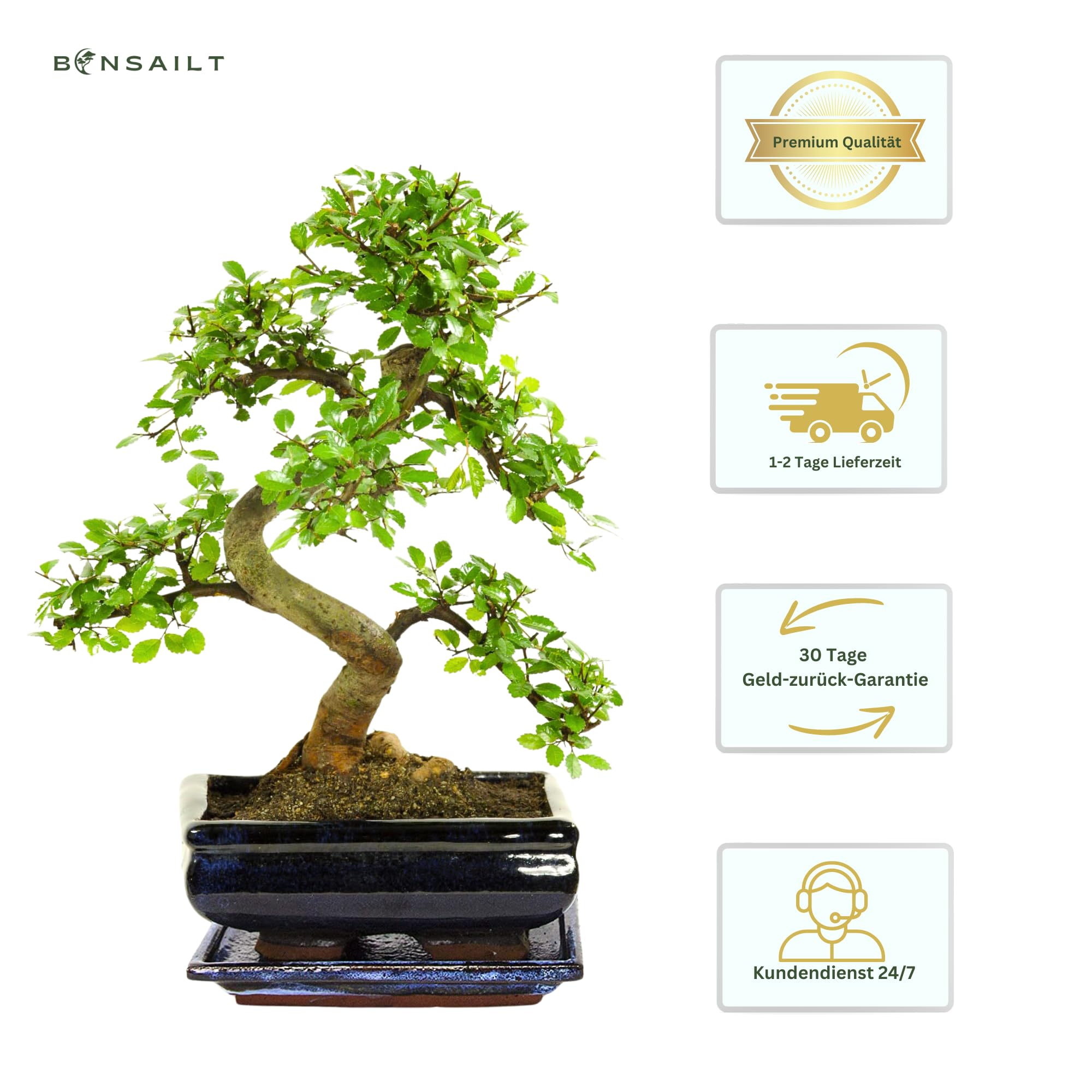 Bonsai Baum mit Keramik Blumentopf - Ligustrum, Ficus, Carmona, Podocarpus, Chinese elm - ca. 6-9 Jahre (20cm Schale ca. 8 Jahre, Chinese elm P20 S)