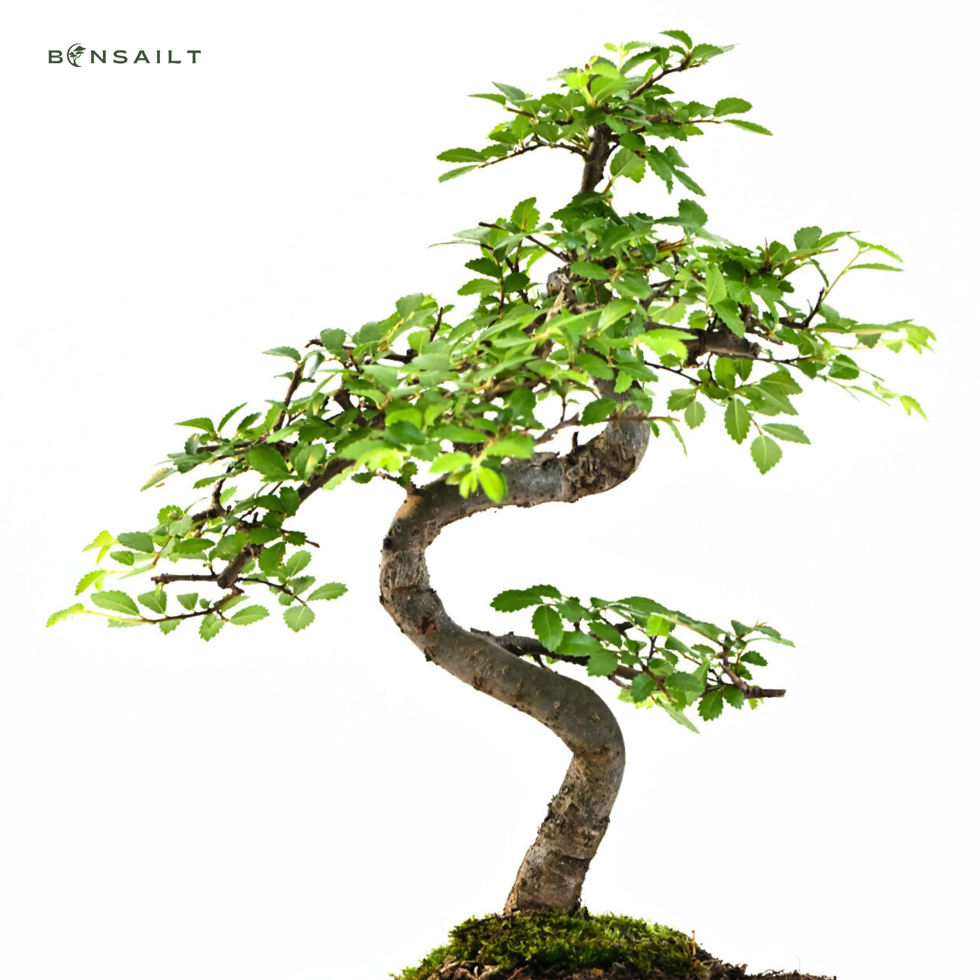Chinesische Ulme Bonsai – Alter 7-8 Jahre – Höhe 25-35 cm – Topfgröße Ø 15 cm