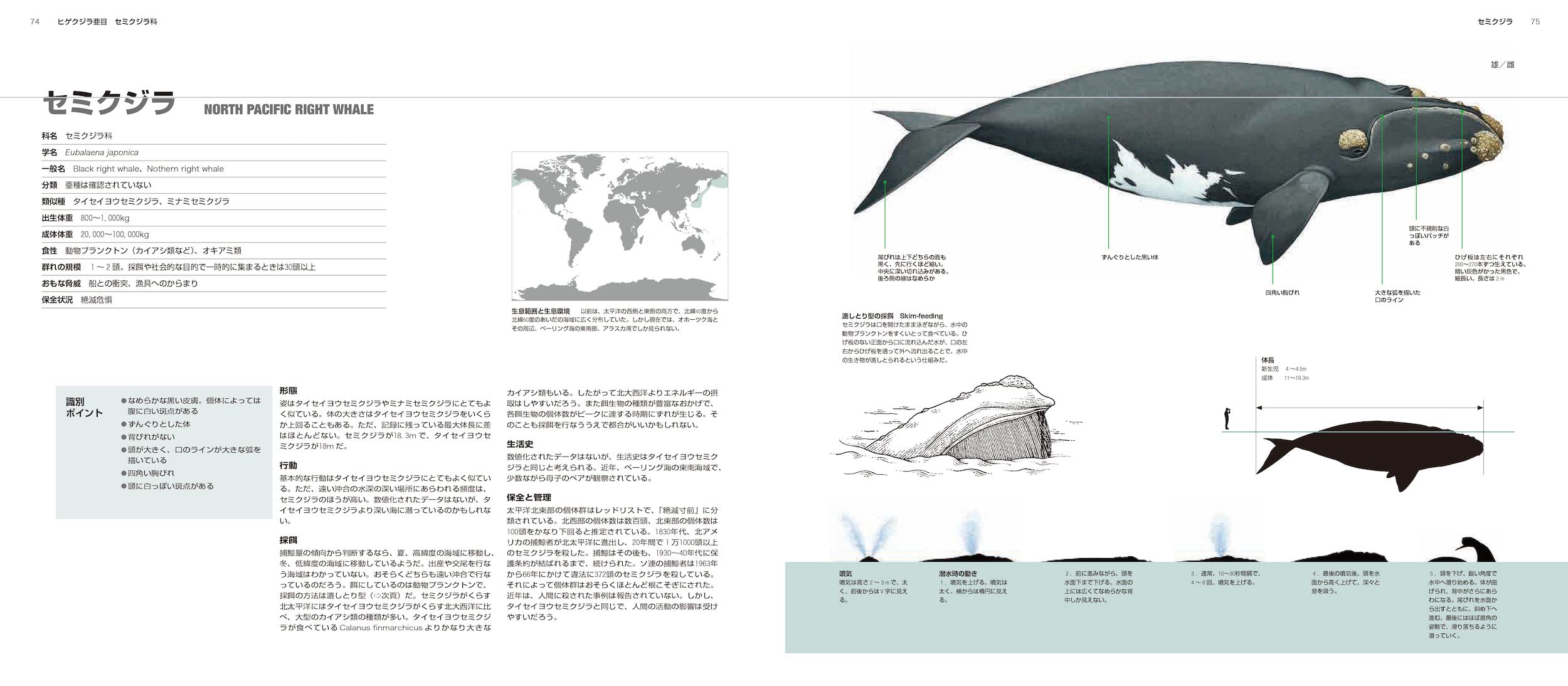 世界のクジラ イルカ百科図鑑 アナリサ ベルタ 山田格 黒輪篤嗣 本 通販 Amazon