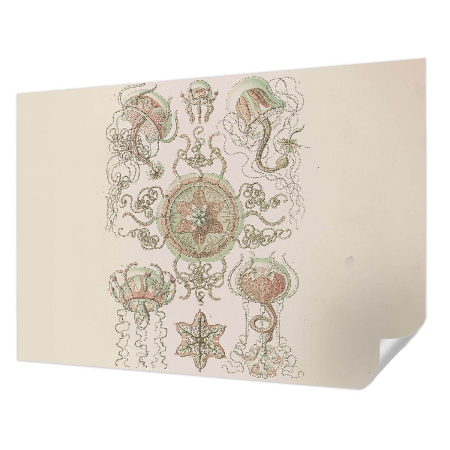 Papier peint panoramique haute qualité Tulup autocollant 312x219 cm décor mural monde sous-marin