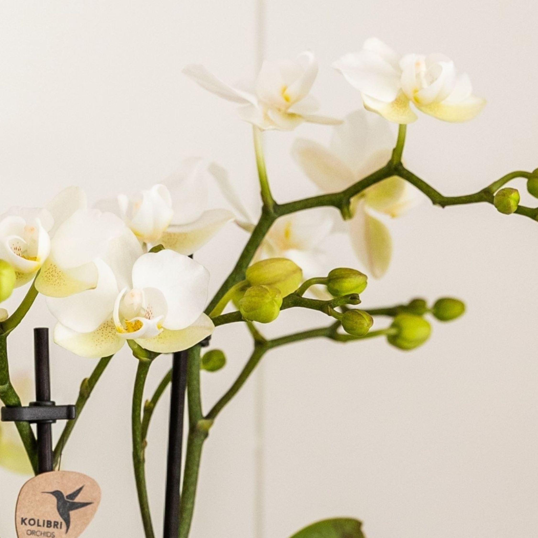 Plant in a Box - Coffret cadeau orchidée 'Marble S' - Phalaenopsis - Hauteur 30cm