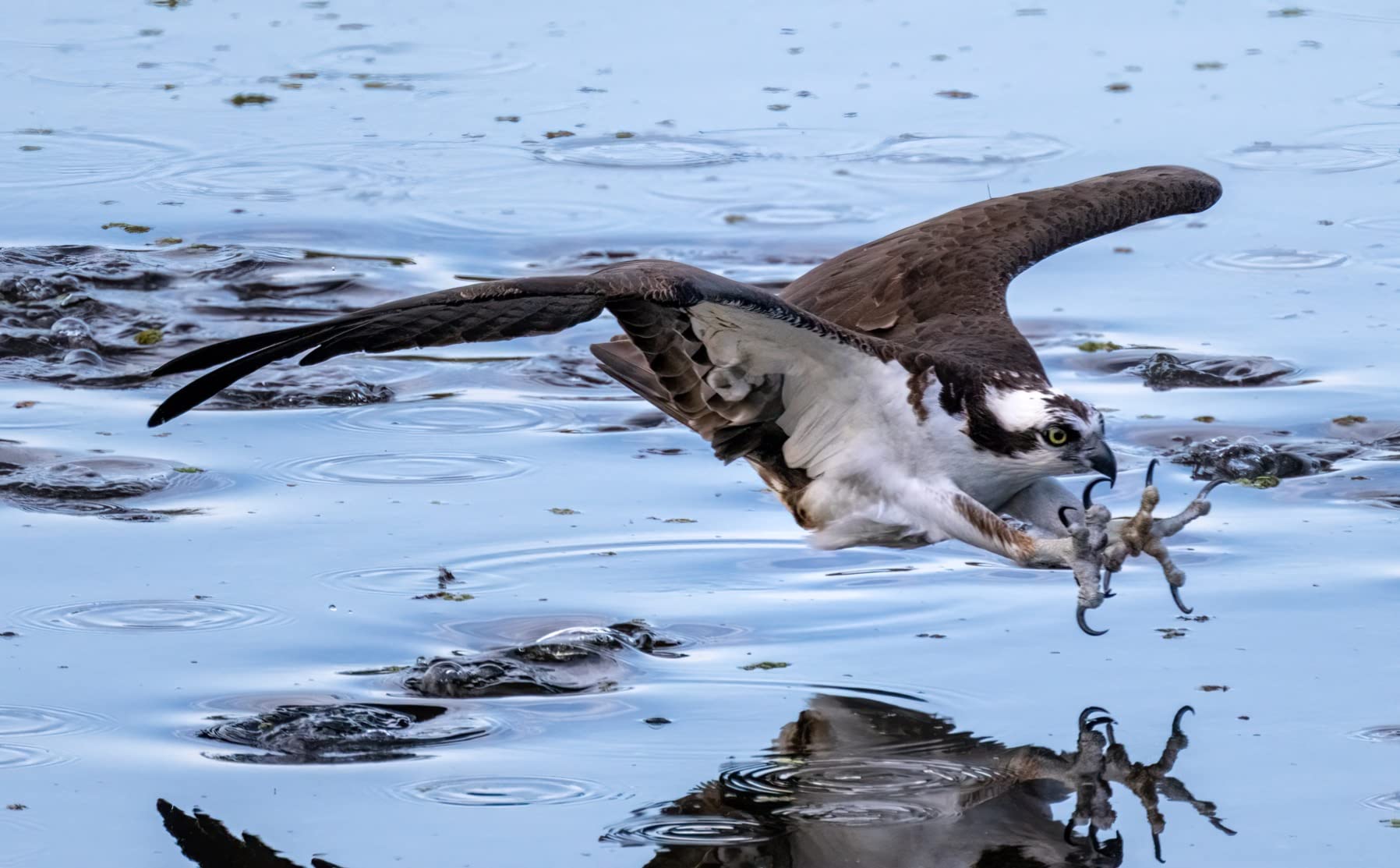 Amazing IQ.  Works Well with TCs