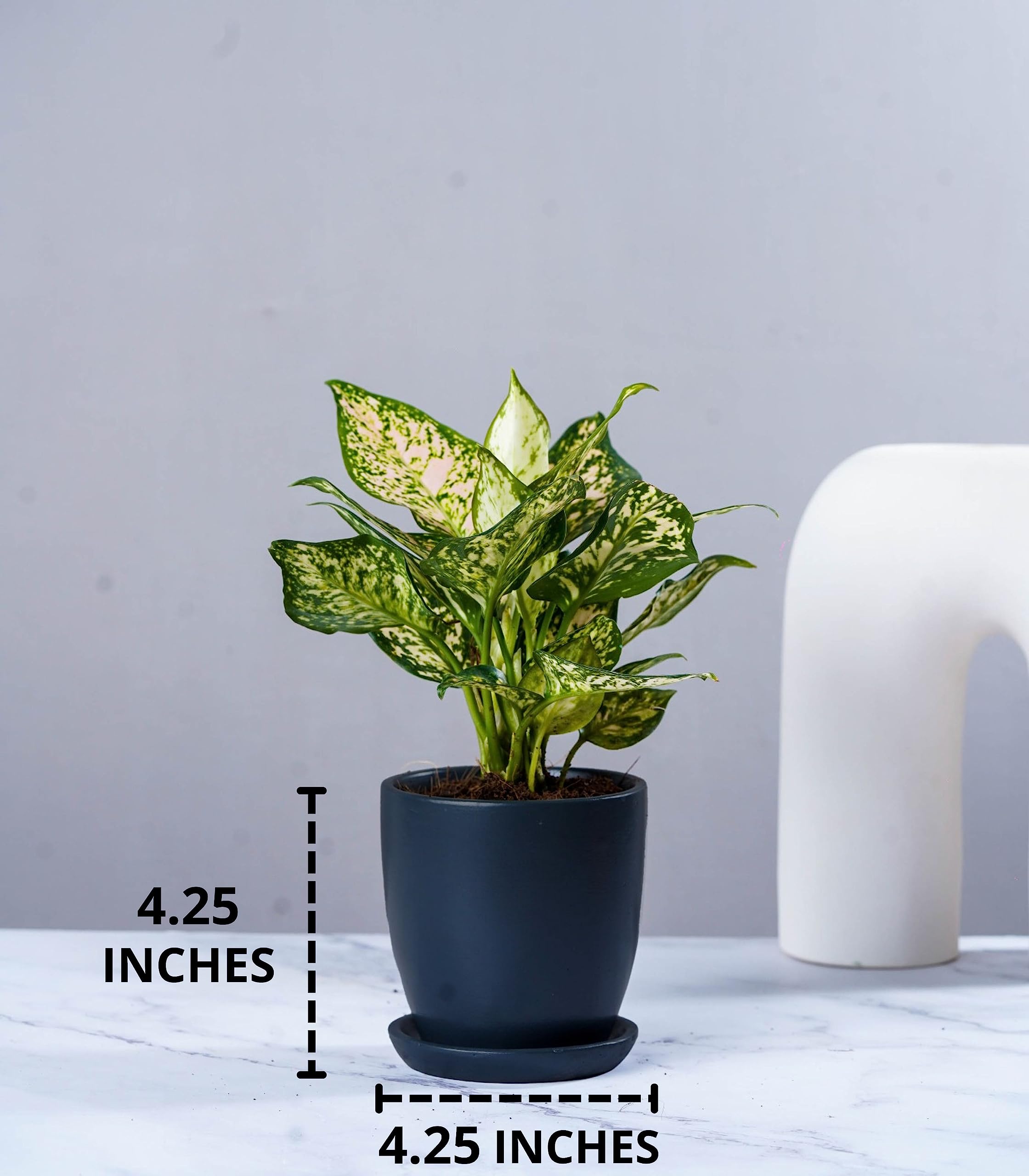 Nurturing Green® Set of 2 Contemporary Charcoal Grey 'Millennial' Ceramic Pots (Plants Not Included) for Home, Indoor Décor & Gifting (Size: 4.25 Wide | Comes with Bottom Plates) - Image 3 thumbnail