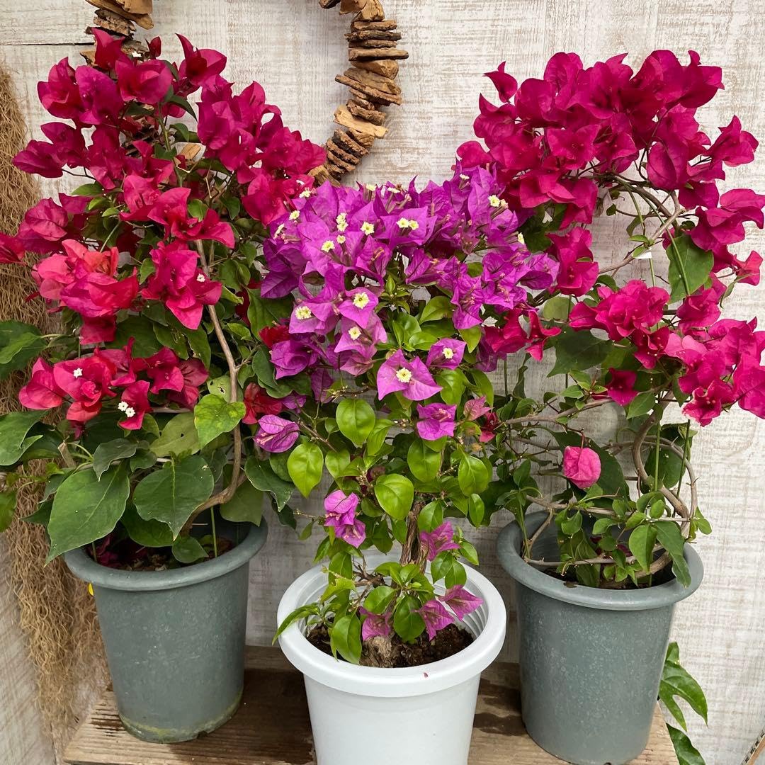 ブーゲンビレア　ブーゲンビリア　苗　花木　観葉植物　XL Amazon.co.jp: 処分3鉢ブーゲンビリア 苗 苗木 宿根草 赤ク ク 6号鉢