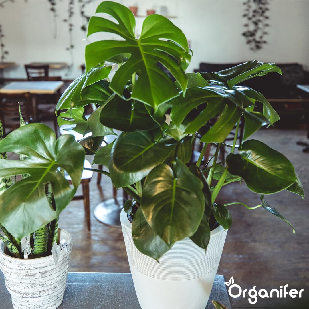 Fertilizante Líquido - 10L - Para Planta Verde - NPK 2-1-8 | Crecimiento Saludable Y Plantas Robustas - Organifer