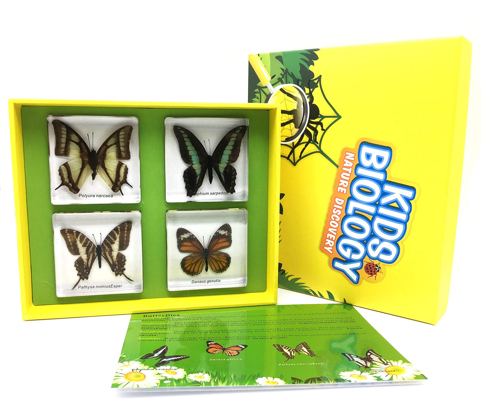 Amazon.co.jp: 四Amazingbug本物 蝶 標本ペーパーウェイトペーパー