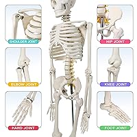 Vista 5 de EVOTECH SCIENTIFIC Mini modelo de esqueleto humano para anatomía, modelo de esqueleto humano de tamaño natural de 33.5 pulgadas y 1/2 con sistema