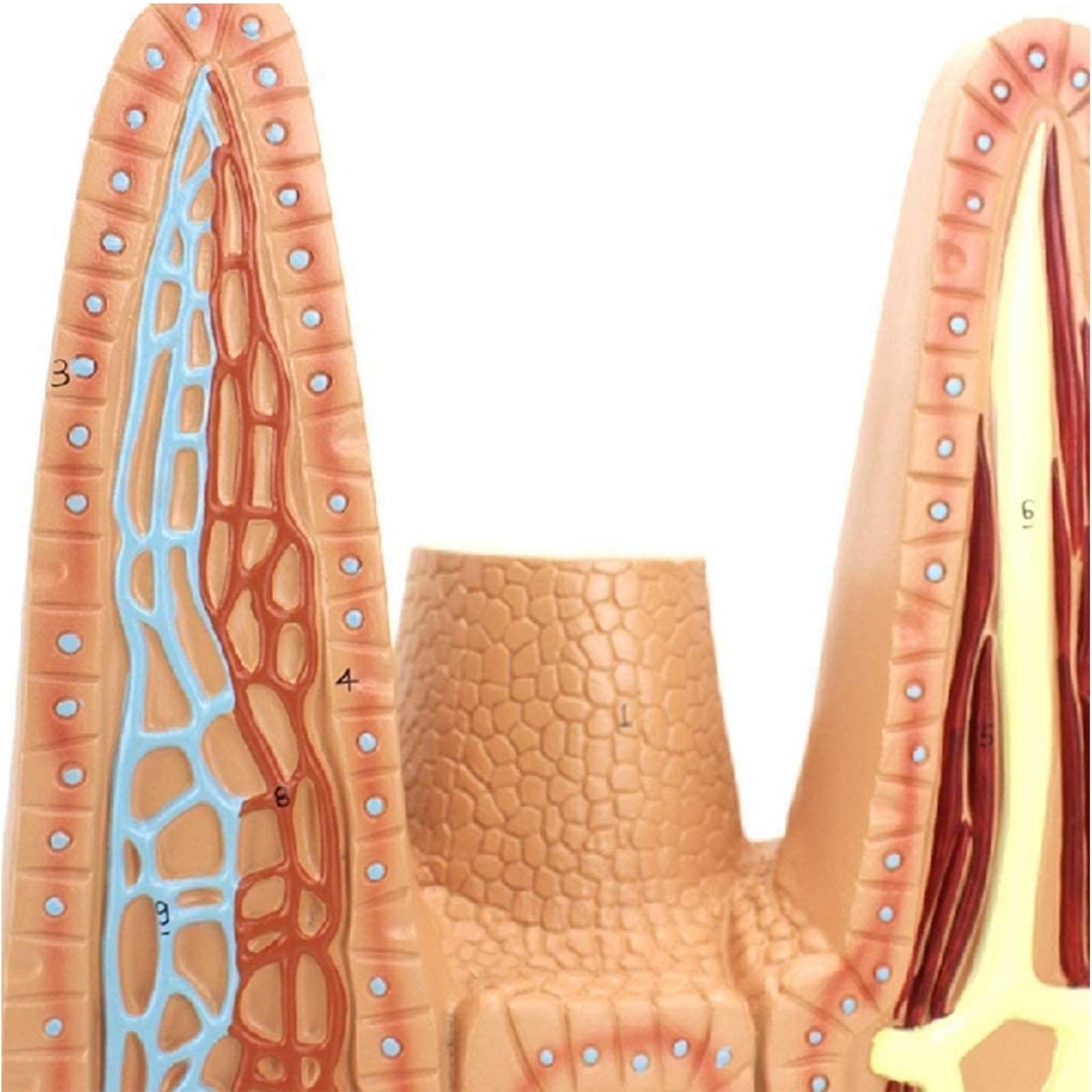 Modelli anatomici, Modello anatomico dei Villi dell'intestino Tenue Umano - Modelli scientifici di Anatomia Umana, Modello apparato in Materiale PVC Verniciato for, sussidio didattico