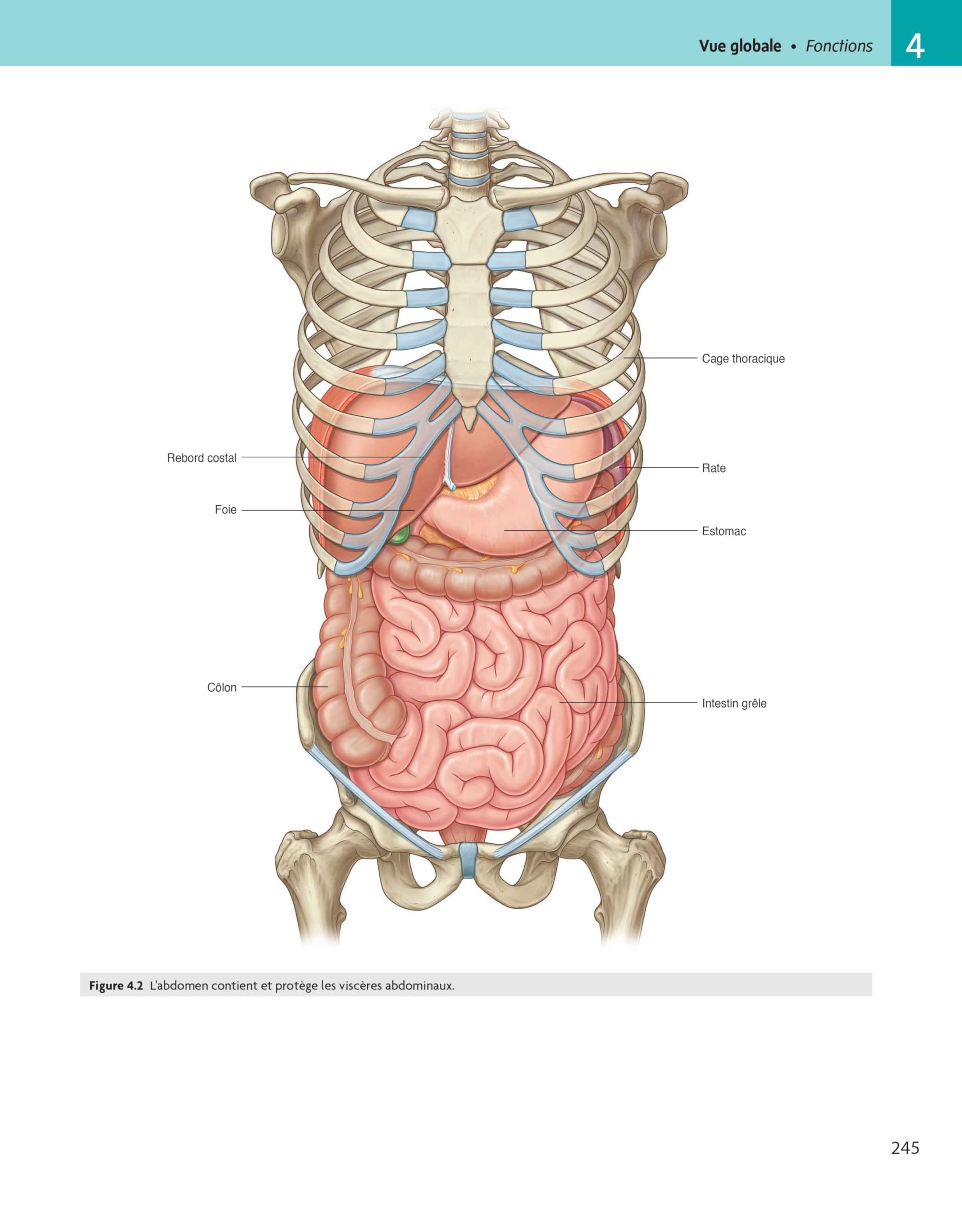 Gray's Anatomie - Le Manuel pour les étudiants