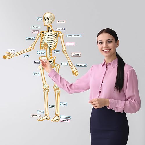 Miniatura 2 de Kanayu 55 pósteres decorativos magnéticos de esqueleto humano, para anatomía humana, tablón de anuncios, borde de esqueleto, esqueleto humano,