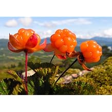 Cloudberry 5 Seeds   Rubus Chamaemorus Arctic Berry Seeds for Planting   Rare Cold Hardy Fruit Plant Seeds   Non-GMO Wild Berry Seeds