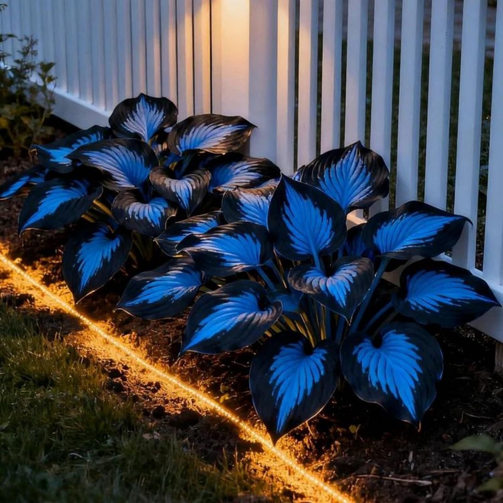 Midnight Blue Heart Hosta Bulbs: Fast-Growing, Shade-Tolerant- Suitable for Garden Landscape Design- Excellent Display -6 Bulbs-B