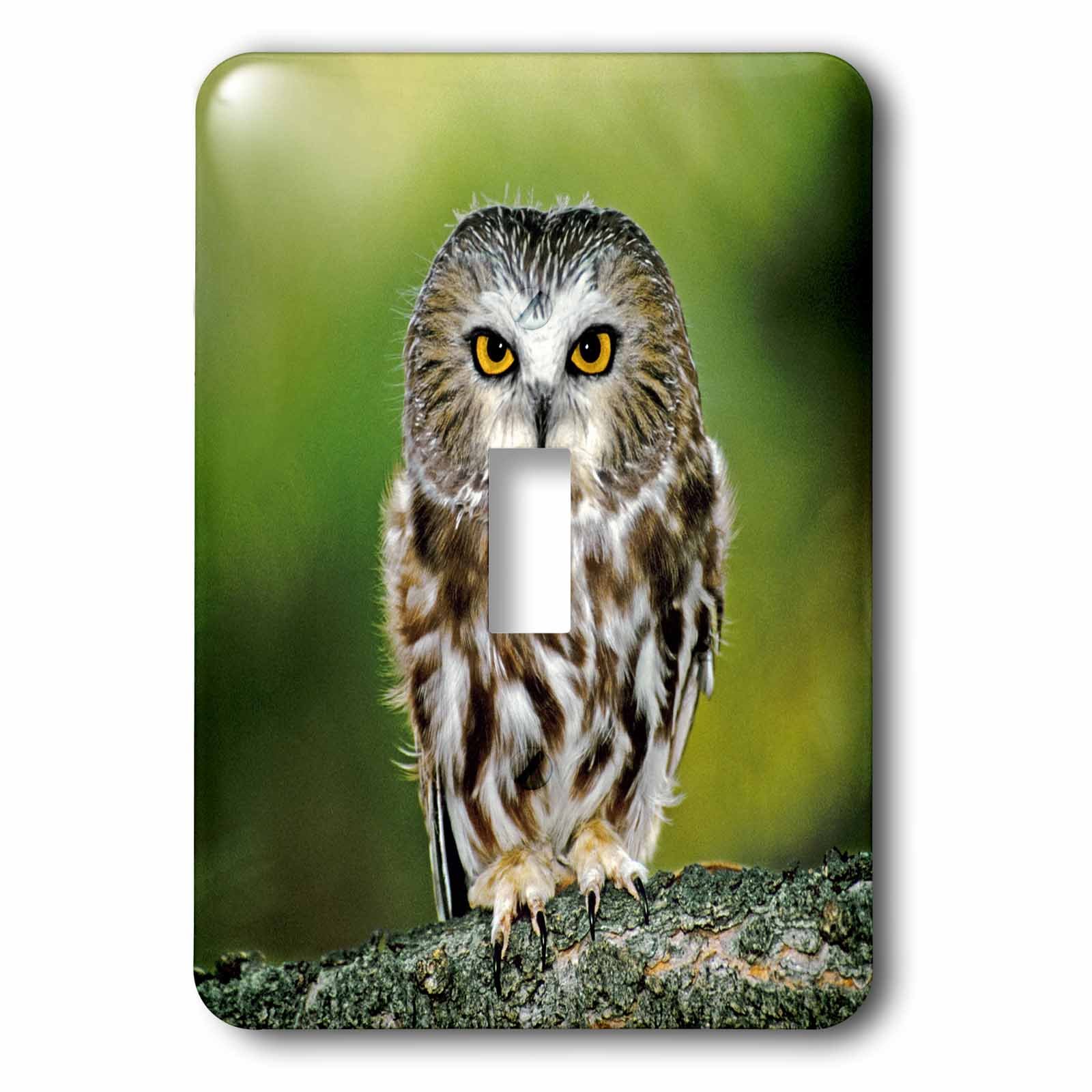 Interrupteur chouette Colorado Jayne's Gallery pour deco interieure nature