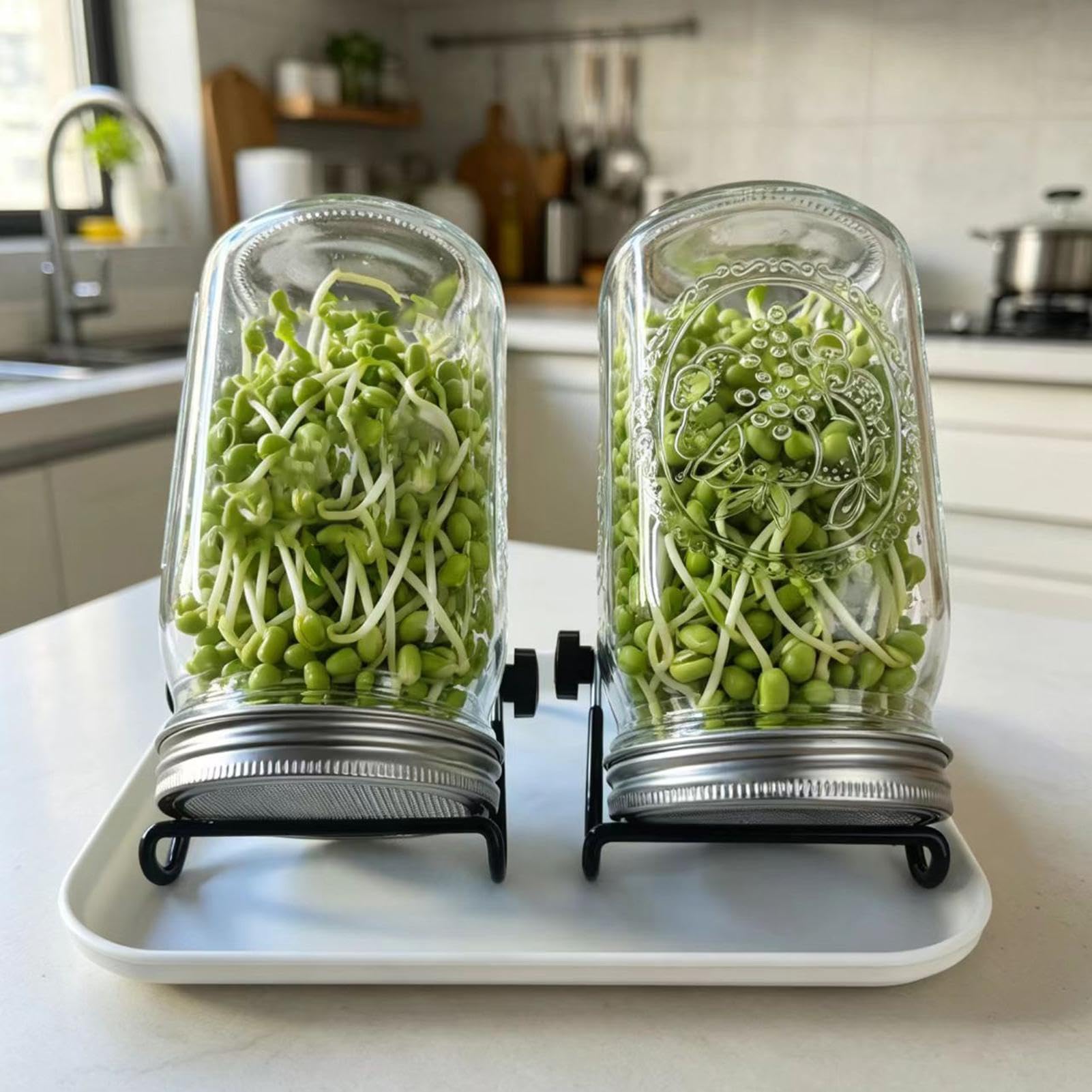 Kit de Germination pour la Maison Légumes Santé à