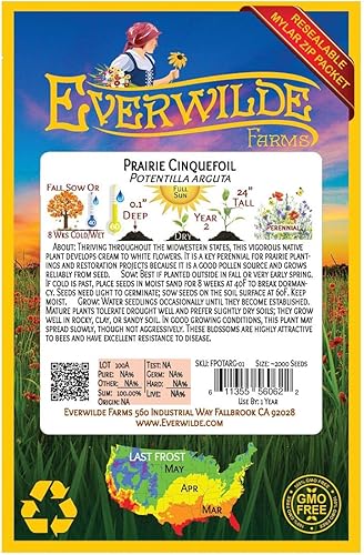 Miniatura 2 de Everwilde Farms - 2000 semillas de flores silvestres nativas de Prairie Cinquefoil - Paquete de semillas jumbo Gold Vault
