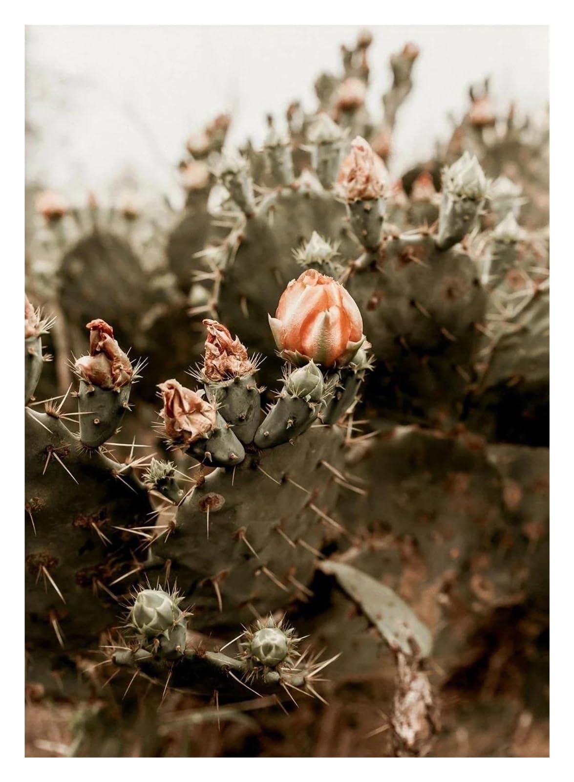 Impression sur toile cactus mexicains XENITE, l'esprit vintage du désert pour embellir la maison