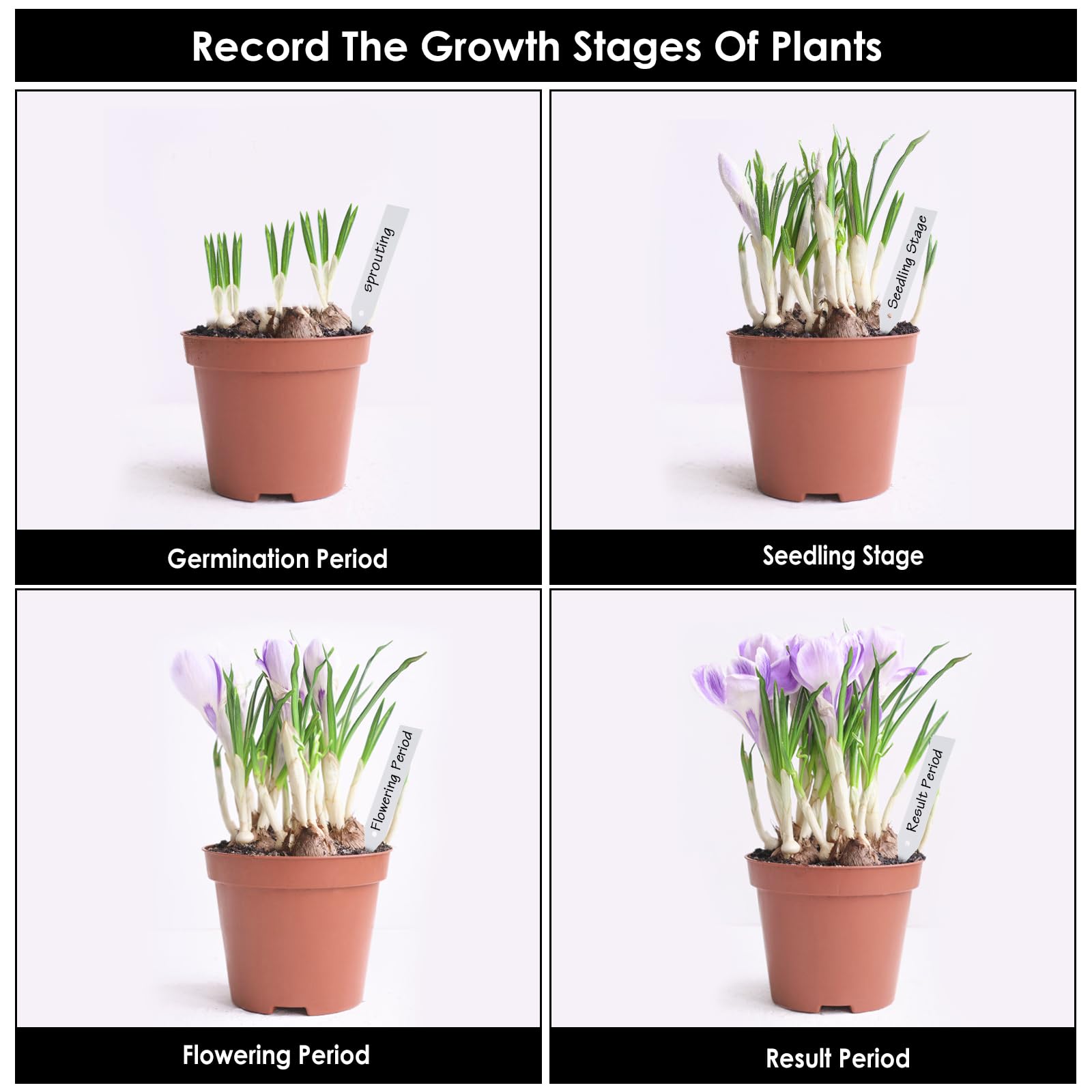 WE11768-Marqueurs De Plantes En Plastique Réutilisables. étiquettes De