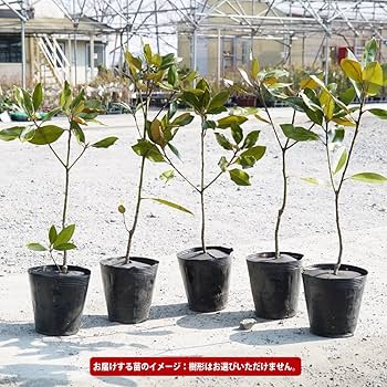 Amazon.co.jp: わい性タイサンボク 【リトルジェム】 接木ポット苗