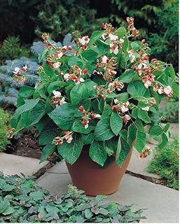 PREMIER SEEDS DIRECT Vegetable Dwarf Runner Bean HESTIA - 35 Seeds