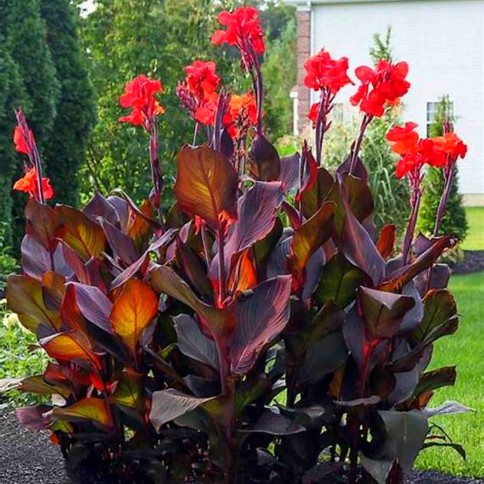 Canna Lily Bulbs for Planting Now UK,Strong Plants that Grow Fast/Golden Jade Carving Feels Wonderful-1 Bulb-C