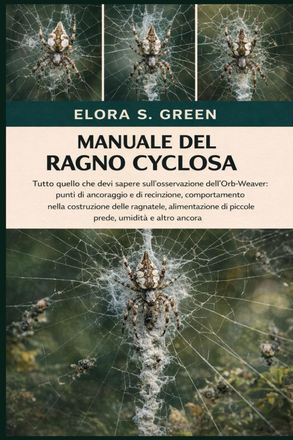 MANUALE DEL RAGNO CYCLOSA: Tutto quello che devi sapere sull'osservazione dell'Orb-Weaver: punti di ancoraggio e di recinzione, comportamento nella ... di piccole prede, umidità e altro ancora
