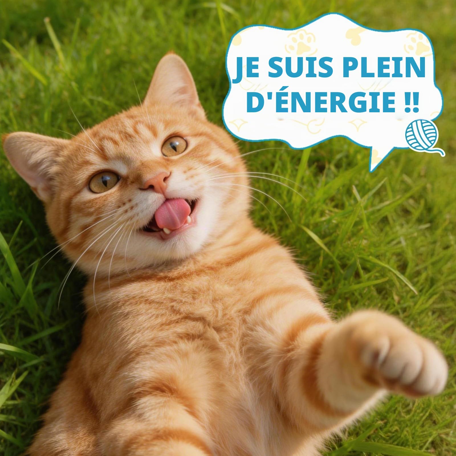 Taurine pour Chats Cardiaque Vision L'éNergie Vitalité Immunitaire 60ML | Coenzyme Q10, L-Carnitine, L-Arginine & Vitamines, Taurine Liquide Pour Chats, CompléMent Taurine Pour FéLins