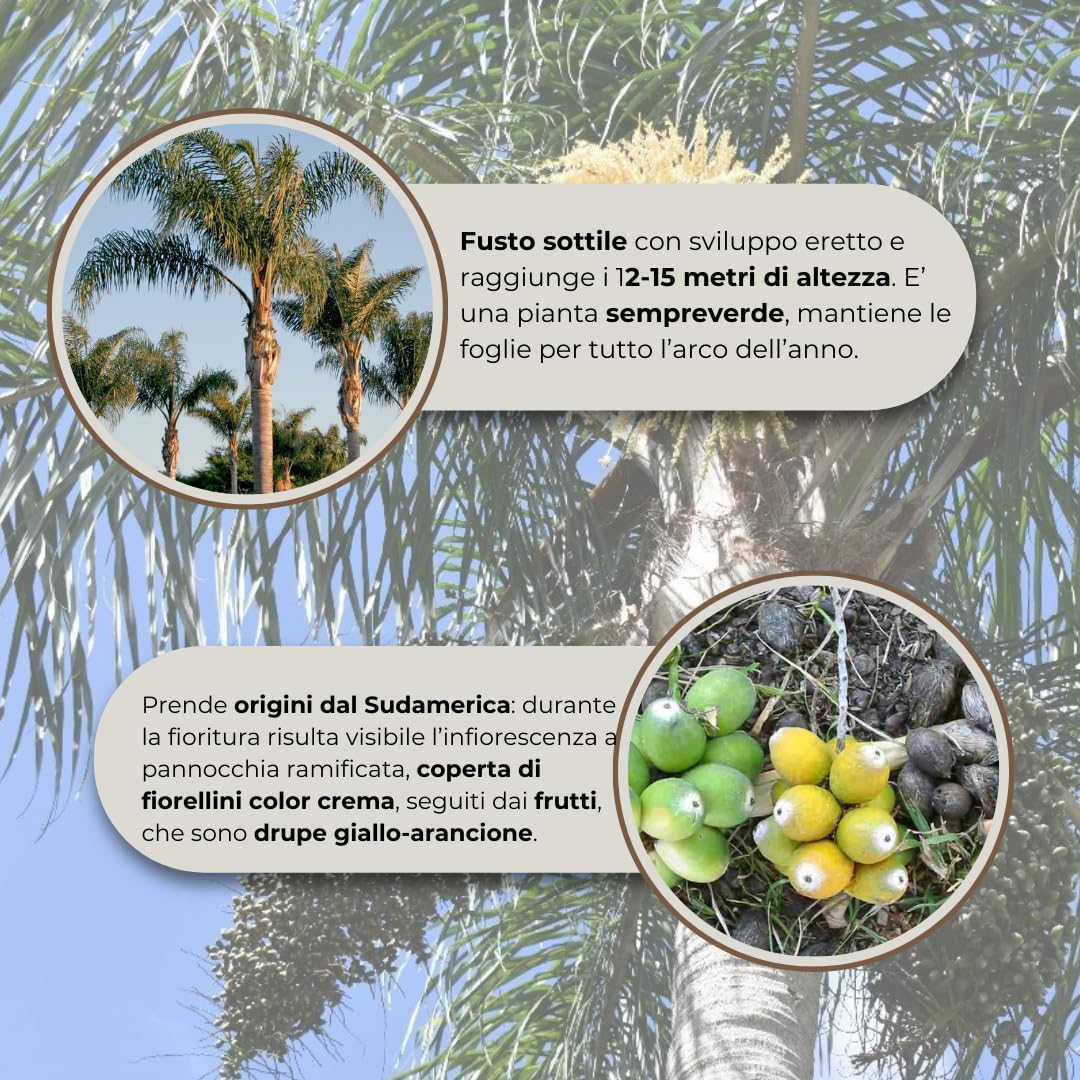 Cocos Plumosa Palma di Cocco, H 2,50 MT | Pianta Tropicale, Sudamerica, Palma da Frutto, Sempreverde, Pianta Reale
