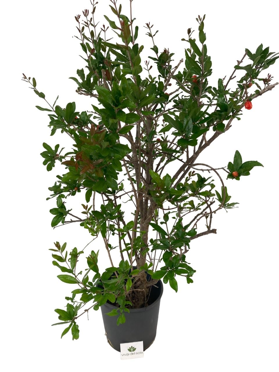 Punica Granatum - Melograno da fiore Pianta ornamentale da esterno prodotta da Vivai del Sole vaso diametro cm 30