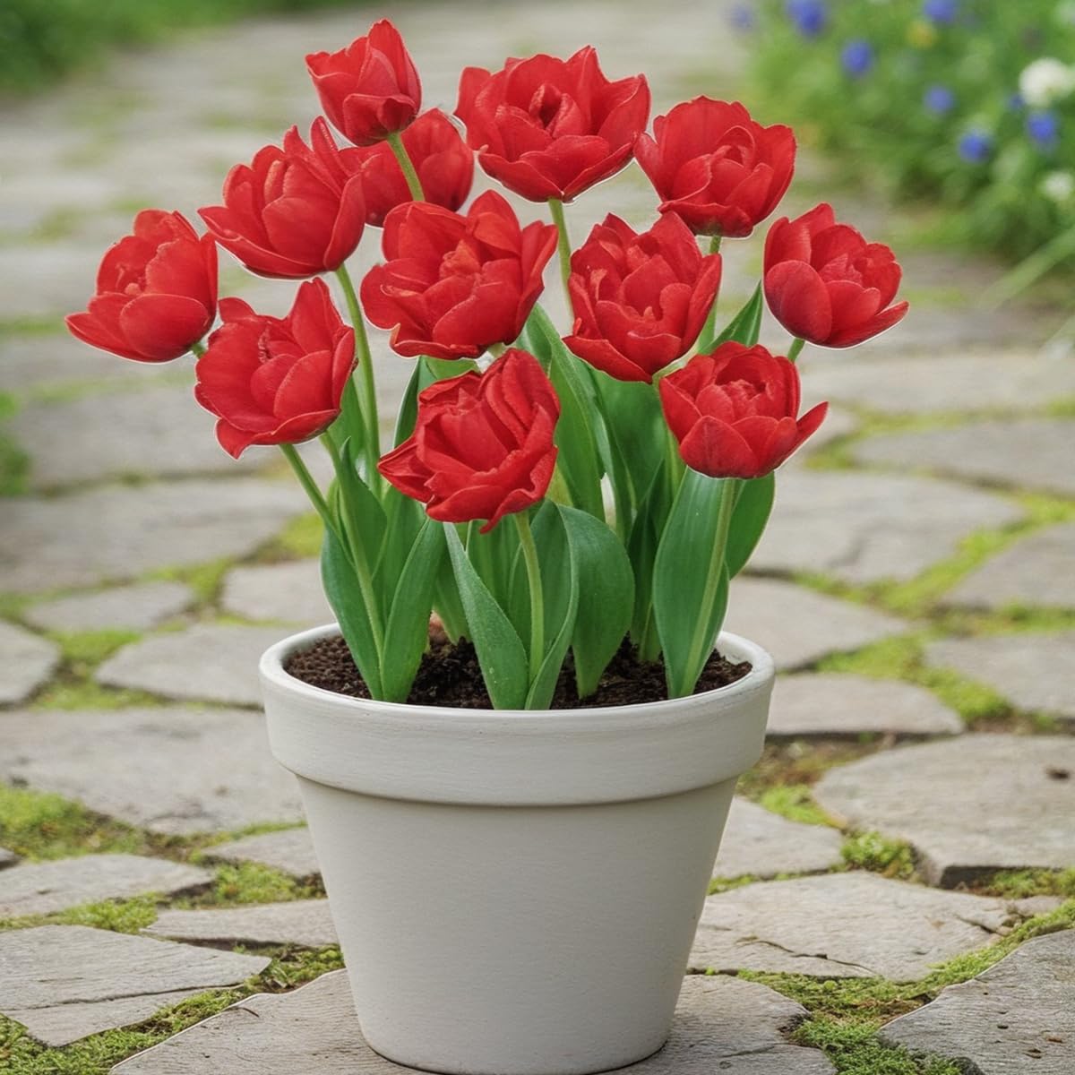 Bulbes De Tulipes Double "Pink Passion" (20 Pièces) Tulipes