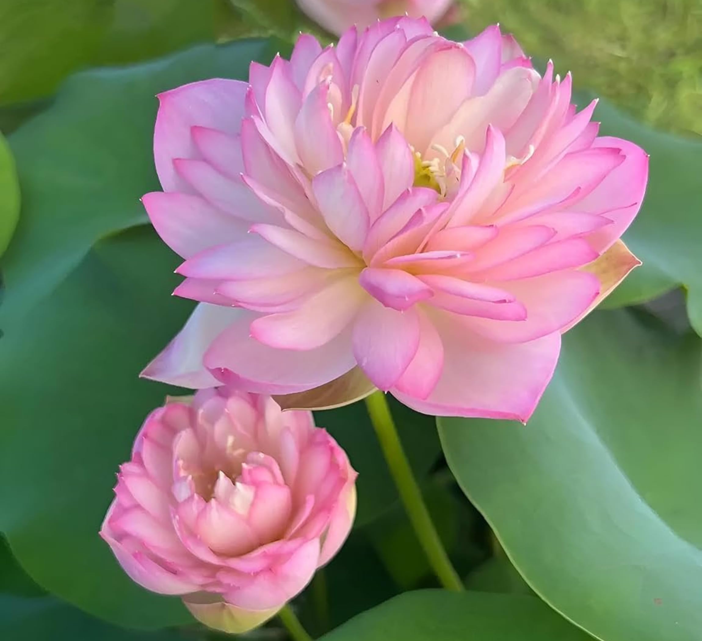 Red Lotus Plant - Blooms in 30 Days! -16