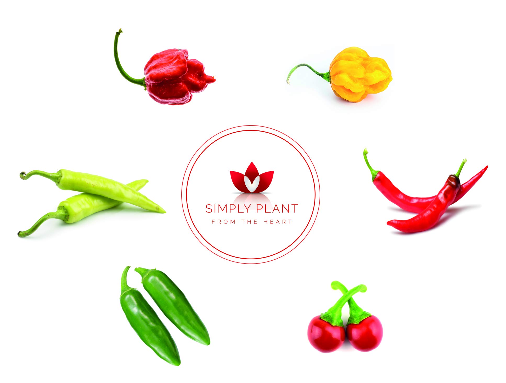 Chilli Seeds Growing kit I Grow Your own Chilli I 6 Varieties ranging