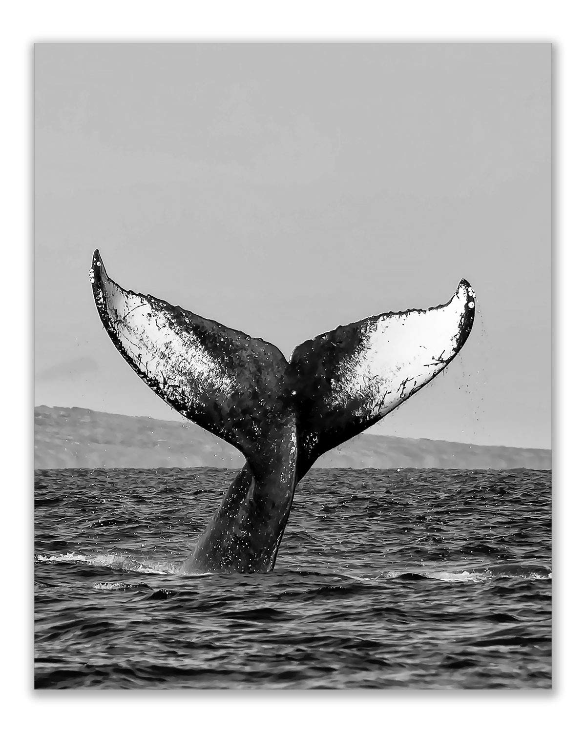 モノクロ写真作品「白鳥」A3サイズ アート インテリア モノクロ写真作品「白鳥」A3サイズ アート インテリア モノクロ写真