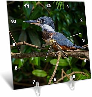 3dRose 6x6 Desk Clock - Brazil. Amazon Kingfisher with a Small Captured Fish in The Pantanal. Birds