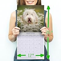 Vista 971 de Razas de Perros 2017