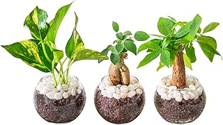 観葉植物（休息場所）