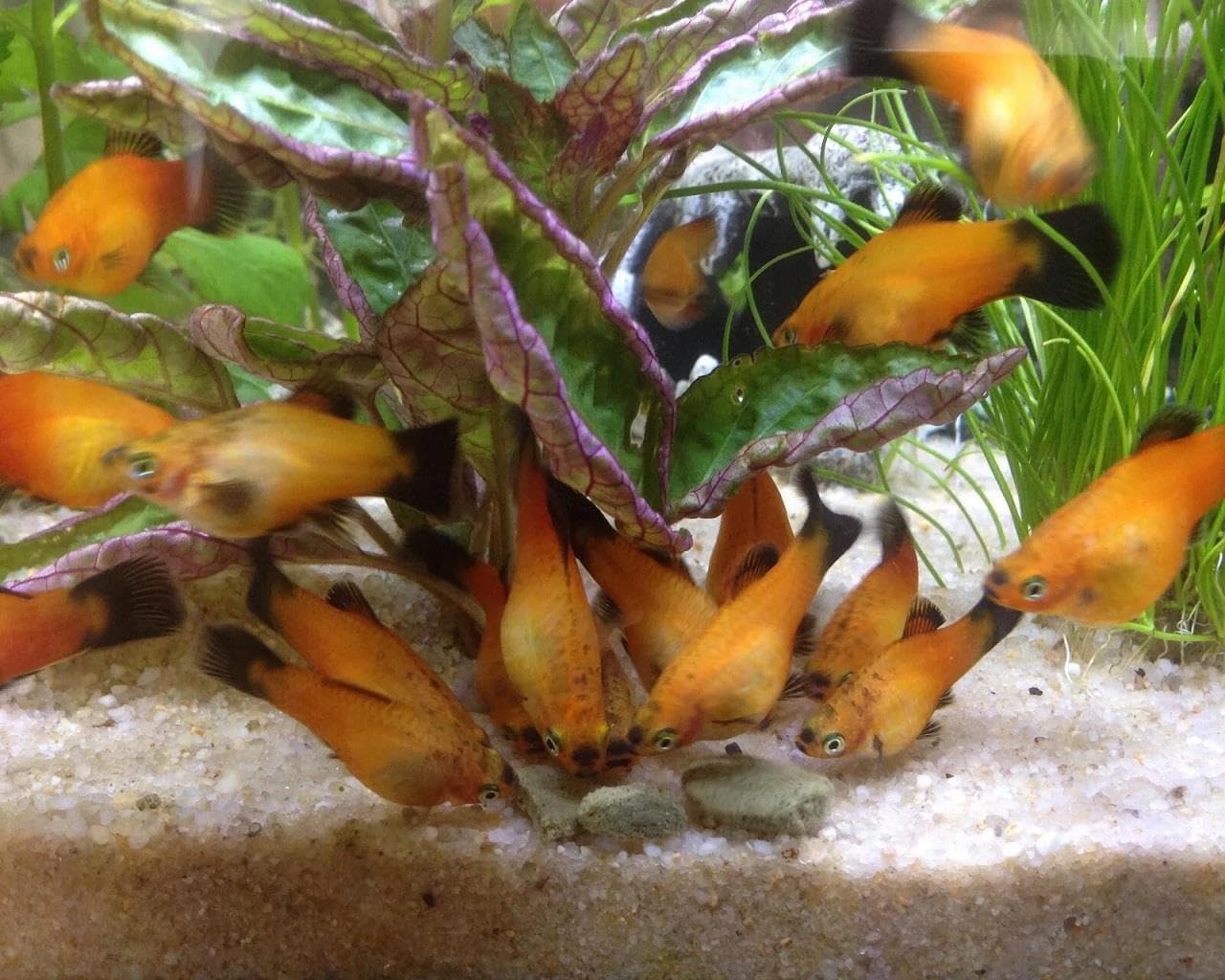 Aquatic Foods Inc. 16mm - 5/8" Medium/Large Sinking Wafers of Algae, Spirulina, Veggies for All Tropical Fish, African Cichlids, Shrimp, Snails, Crabs, Catfish, Plecos..…3-lbs 8.3oz Clear Bag